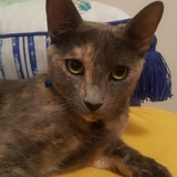 Entry image for Monet