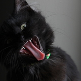 Entry image for Macaroni