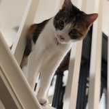 Entry image for Skittles