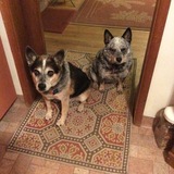 Entry image for Tuke and Foxy