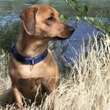 Entry image for Amos