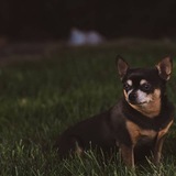 Entry image for Sookie