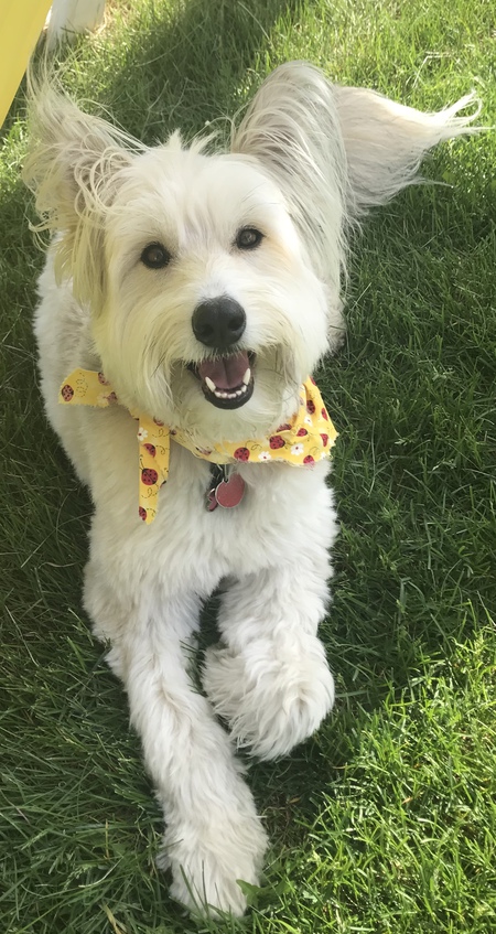 Entry image for Bella. Clicking this image will show a larger photo