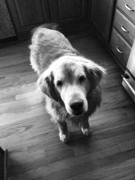 Entry image for Cody . Clicking this image will show a larger photo