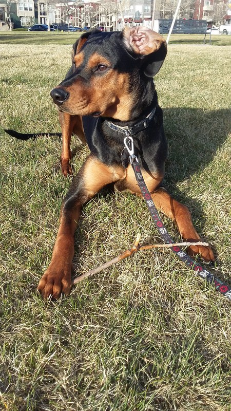 Entry image for Logan. Clicking this image will show a larger photo