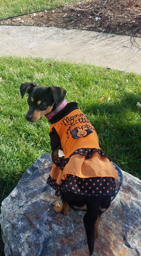 Entry image for Lola. Clicking this image will show a larger photo