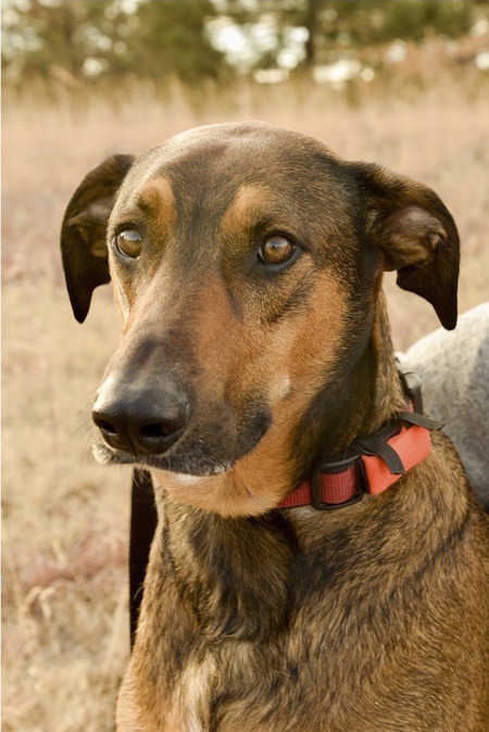 Entry image for Weego. Clicking this image will show a larger photo