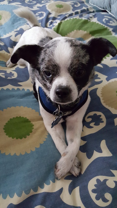 Entry image for         t-Rex. Clicking this image will show a larger photo