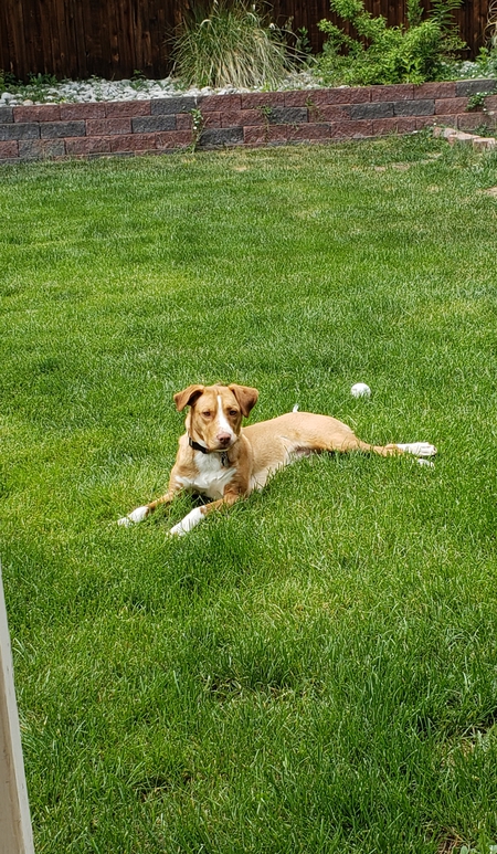 Entry image for Copper. Clicking this image will show a larger photo