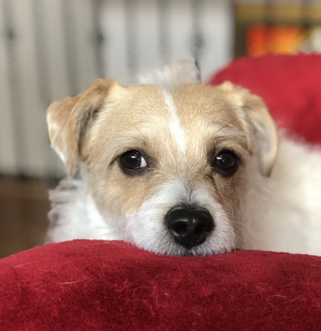 Entry image for Rex. Clicking this image will show a larger photo