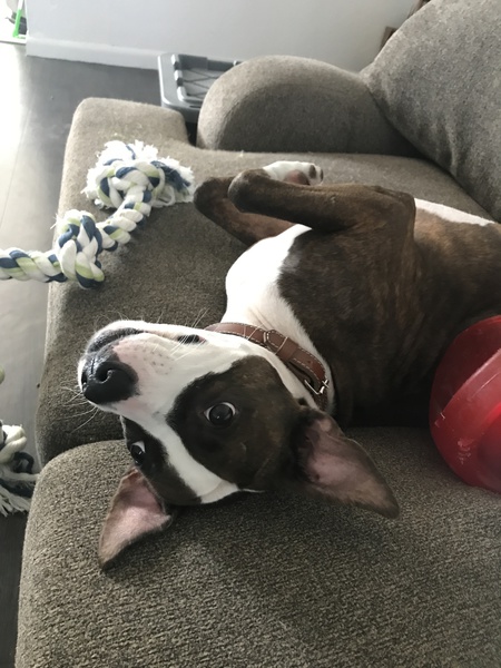 Entry image for Scooter . Clicking this image will show a larger photo