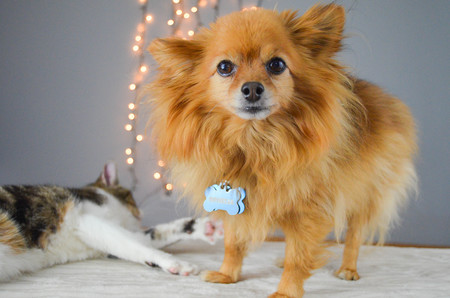 Entry image for Ophelia. Clicking this image will show a larger photo