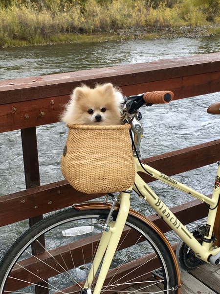 Entry image for Master Chief. Clicking this image will show a larger photo