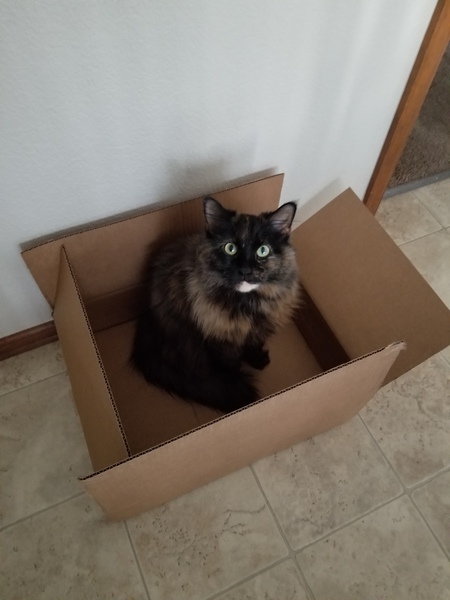 Entry image for Adya. Clicking this image will show a larger photo