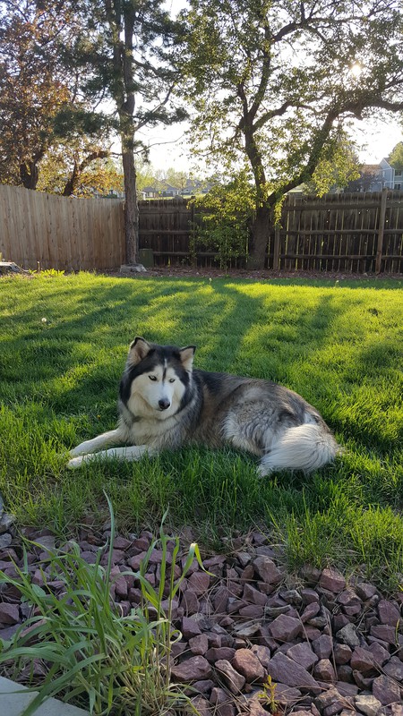 Entry image for Freya. Clicking this image will show a larger photo