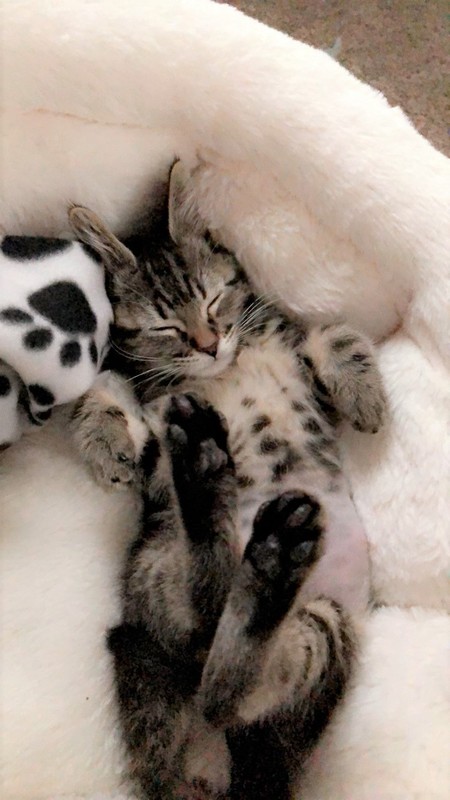 Entry image for Rexy. Clicking this image will show a larger photo