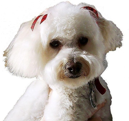 Entry image for Zoë Michelle. Clicking this image will show a larger photo