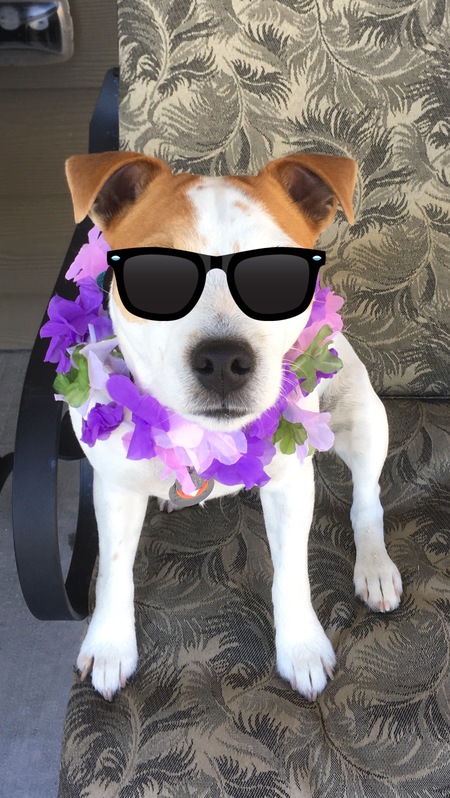 Entry image for Duke. Clicking this image will show a larger photo