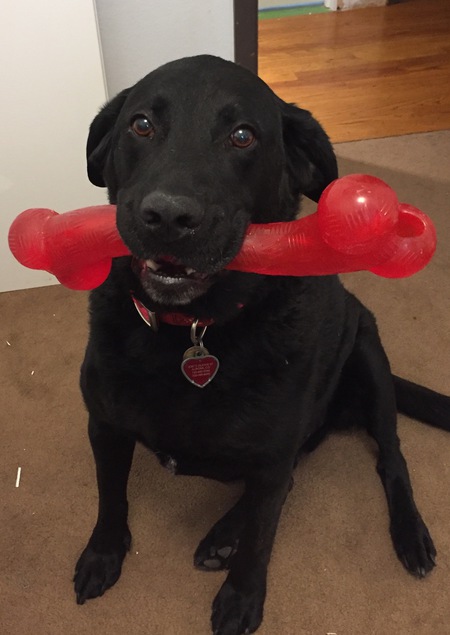 Entry image for Hoyt. Clicking this image will show a larger photo