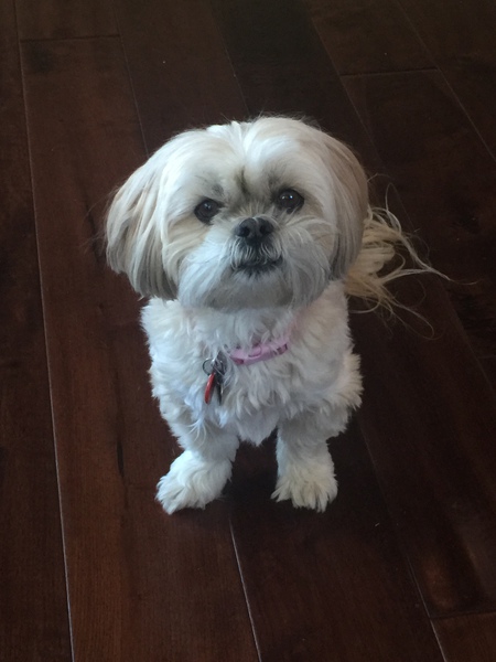 Entry image for Sadie . Clicking this image will show a larger photo