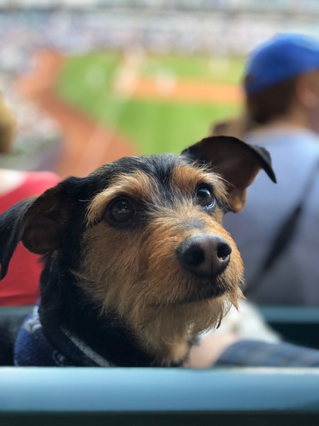 Entry image for Wilbur. Clicking this image will show a larger photo