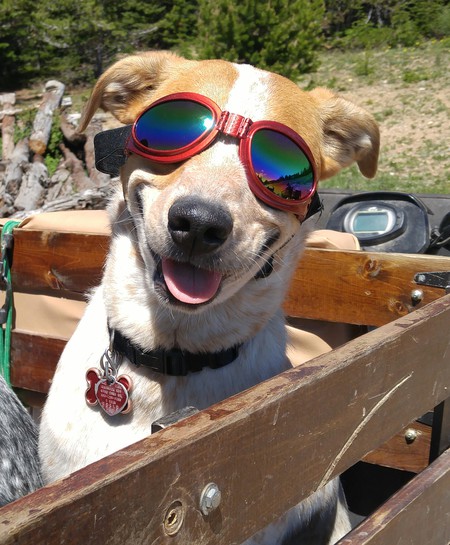 Entry image for Molly. Clicking this image will show a larger photo