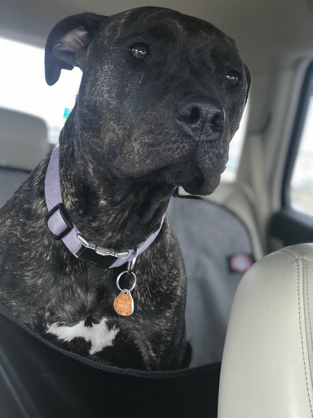 Entry image for Bella. Clicking this image will show a larger photo