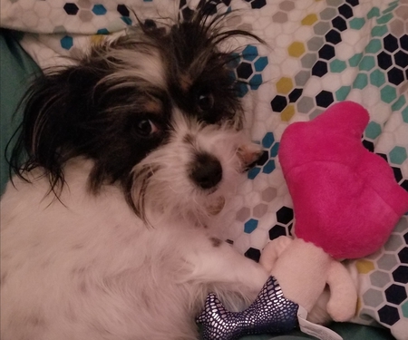 Entry image for Dylan, or Silly Dilly. Clicking this image will show a larger photo