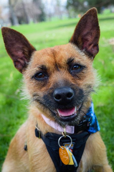 Entry image for Stella. Clicking this image will show a larger photo