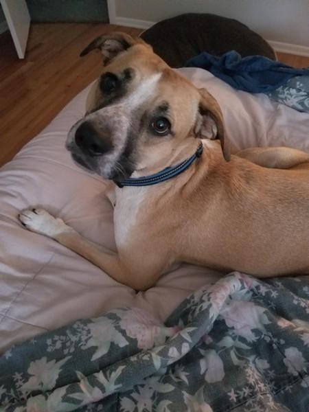 Entry image for Milo. Clicking this image will show a larger photo