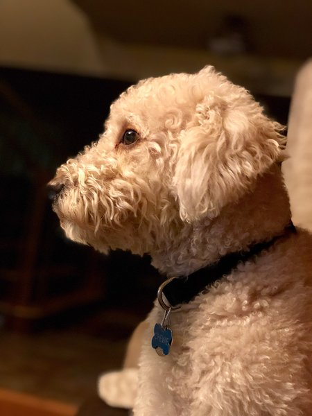 Entry image for Viscount Chewbacca Von Goofenstein. Clicking this image will show a larger photo