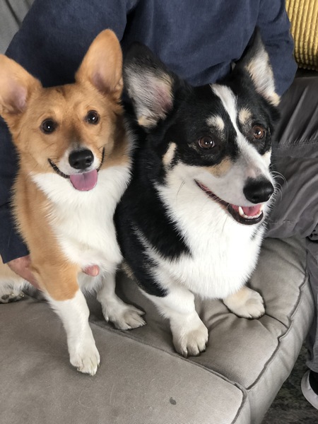 Entry image for Bennie (Girl-tan and white) and Cooper (Boy-black and white). Clicking this image will show a larger photo