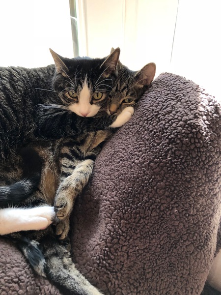 Entry image for Roscoe and Lily. Clicking this image will show a larger photo