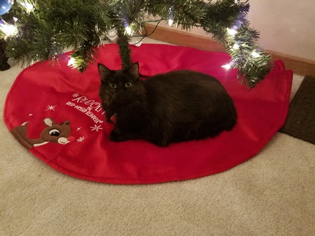 Entry image for Olive. Clicking this image will show a larger photo