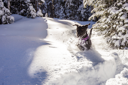 Entry image for Roxy. Clicking this image will show a larger photo