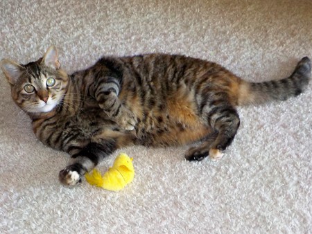 Entry image for Cuddles. Clicking this image will show a larger photo