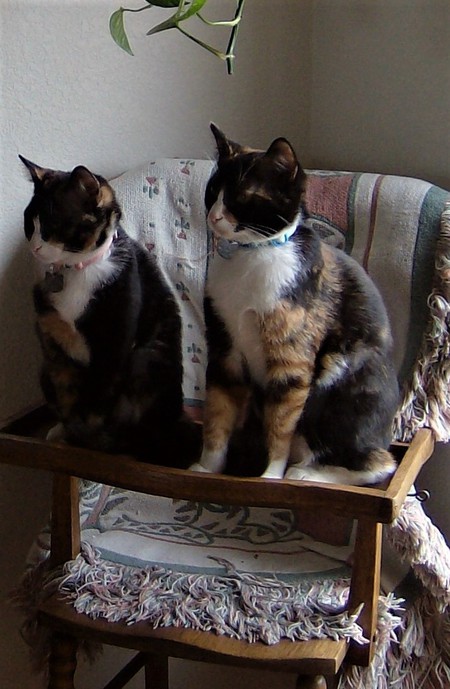 Entry image for Allie and Callie Calico Sisters. Clicking this image will show a larger photo