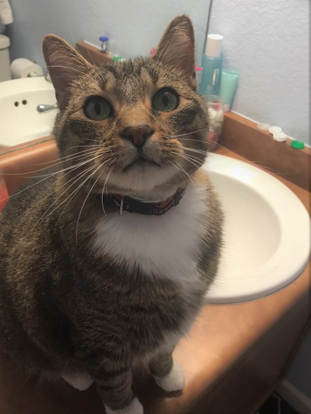 Entry image for Simba. Clicking this image will show a larger photo