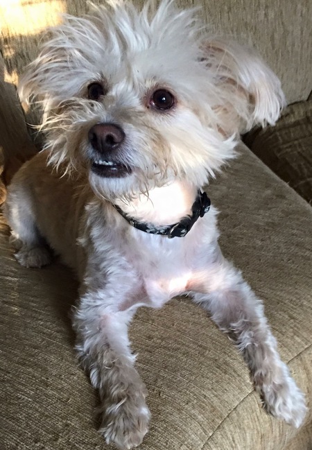 Entry image for Ramsay. Clicking this image will show a larger photo