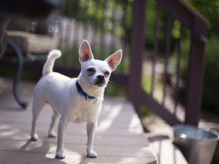 Entry image for Walter. Clicking this image will show a larger photo