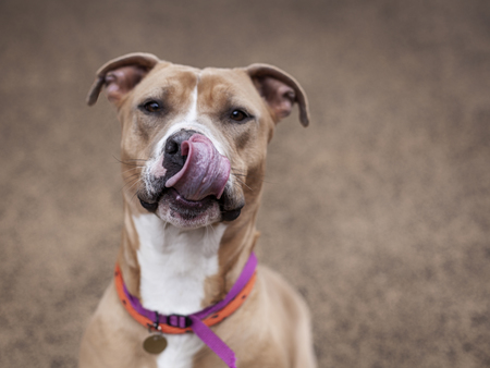 Entry image for Angel. Clicking this image will show a larger photo