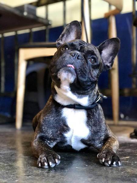 Entry image for Francis. Clicking this image will show a larger photo