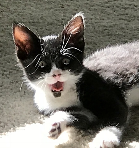 Entry image for Tallie. Clicking this image will show a larger photo