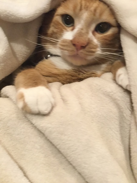 Entry image for Cosmo. Clicking this image will show a larger photo