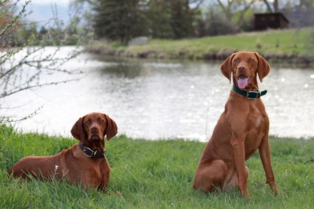 Entry image for Ginger & Charlotte. Clicking this image will show a larger photo