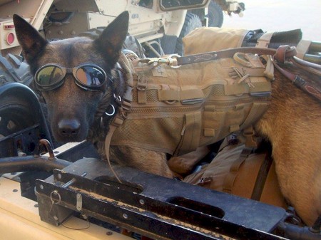 Entry image for Flex. Clicking this image will show a larger photo