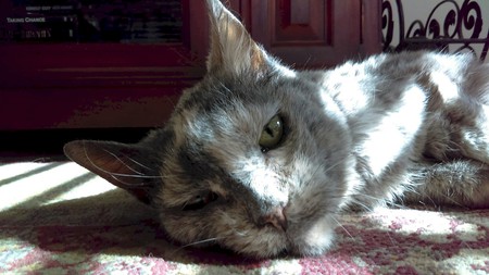 Entry image for Dexi. Clicking this image will show a larger photo