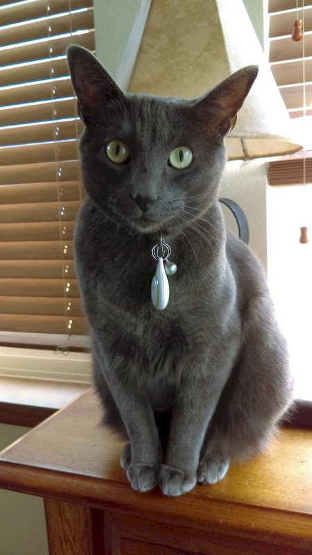 Entry image for Bernie. Clicking this image will show a larger photo