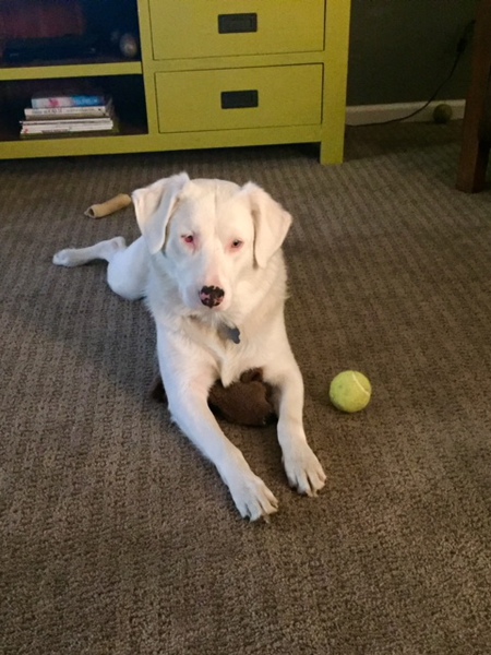 Entry image for Lily. Clicking this image will show a larger photo