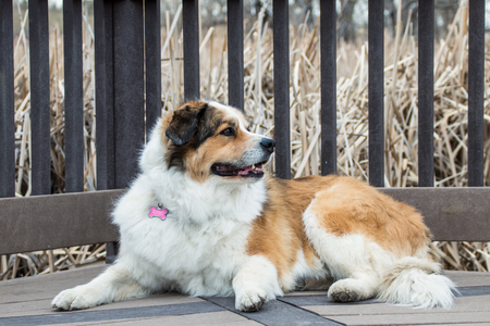 Entry image for Cali. Clicking this image will show a larger photo